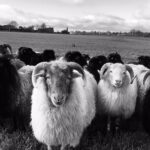 Schafe zum Ausbilden der Hütehunde